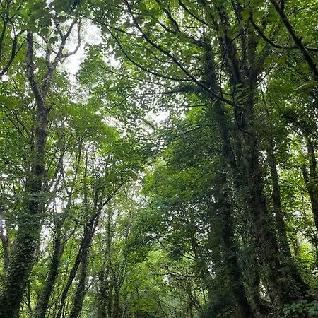 Bells - Explore Cornwall By Rail *